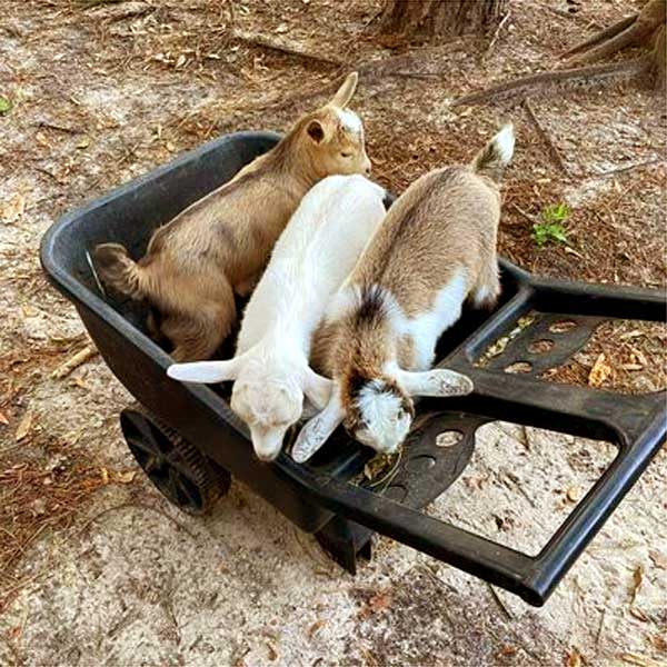Goats will make anything a toy