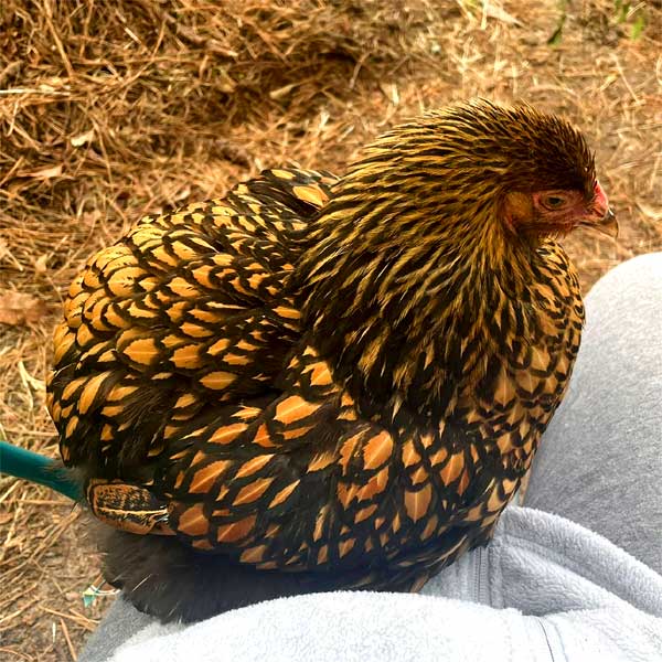 She's a lap chicken