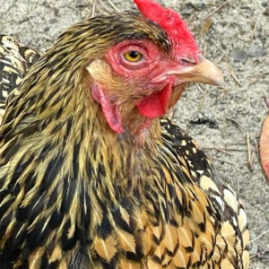 Bantam lace hen bantam lace hen