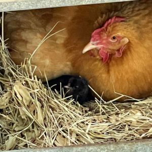 buff hen sitting on a chick buff momma with chick in nest