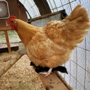 buff hen in a coup Buff on a chick