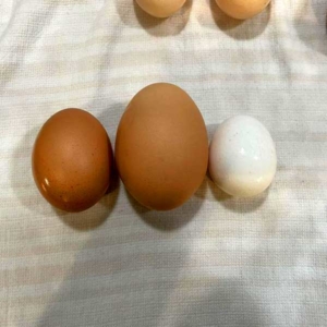 Chicken eggs vary by size TnF farm fresh eggs come in all sizes.