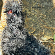 flack frizzle hen - we named her Betty Boop shy frizzle hen