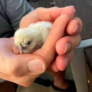 just hatched chick only hours old baby chick hours old
