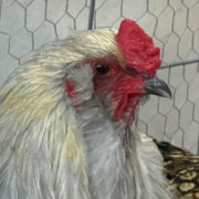 lavender ameraucana rooster close up head shot of a a lavender ameraucana rooster