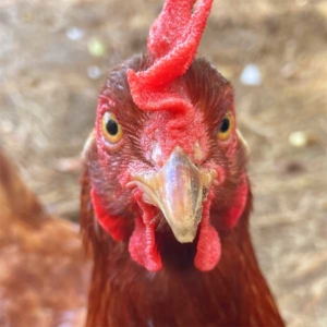 You expect how many eggs per day? hen head close up