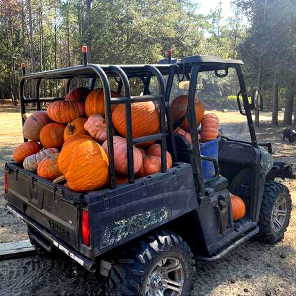 We had some pumpkins