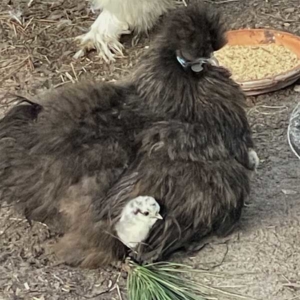silkie and chick black silkie with hatchling chick