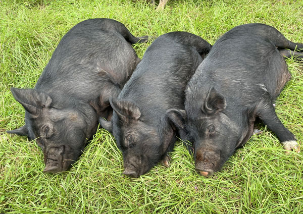 So Faith was hypnotizing pigs...