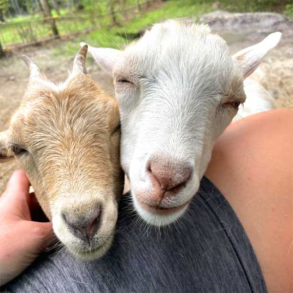 Affectionate baby goats