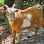 Buster the Nigerian-dwarf-buck Nigerian Dwarf Buck