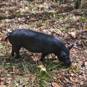 American Guinea hog eating tree nuts Young American Guinea hog rooting for tree nuts