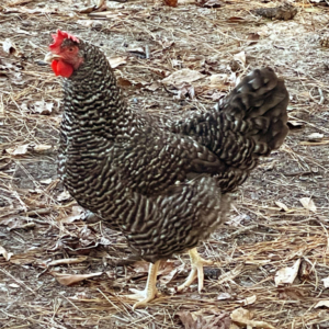 barred rock hen barred rock hen