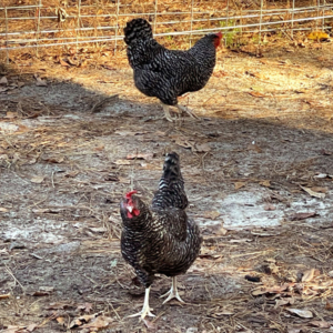 barred rock hens scratching barred rock hens looking for food