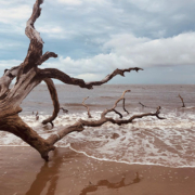 boneyard beach Near Jacksonville is a unique place known as Boneyard beach