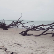 boneyard beach overcast photo photo from an overcast day at Boneyard beach