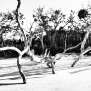 boneyard beach black and white High contrast shot of sun bleached tree skeletons at Boneyard beach.