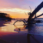 boneyard beach sunset Sunset at Boneyard beach near Jacksonville Florida.