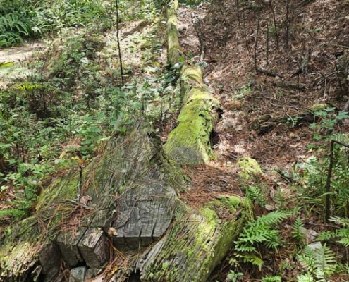 down tree at bulls bay preserve