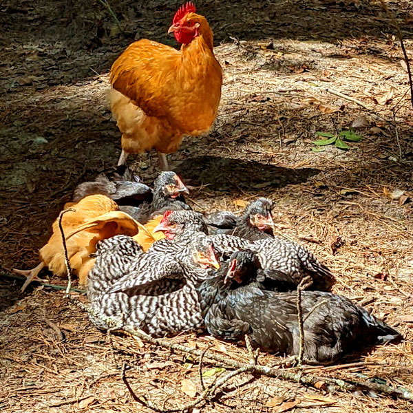 Pullets sunbathing