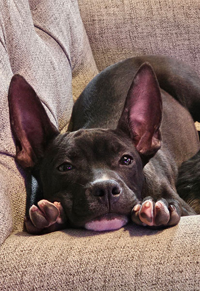 The couch potato