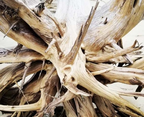 a stump at driftwood beach on Jekyll Island