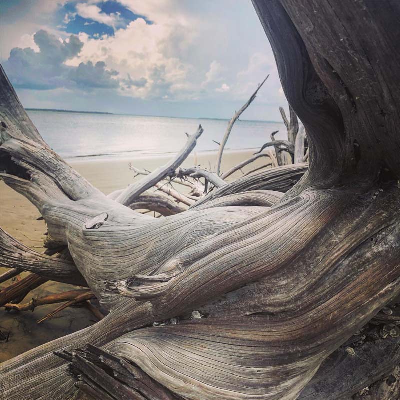 driftwood log found at driftwood beach on Jekyll Island