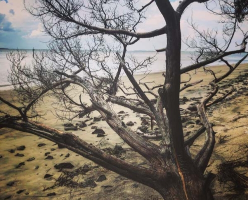 a branch on driftwood beach