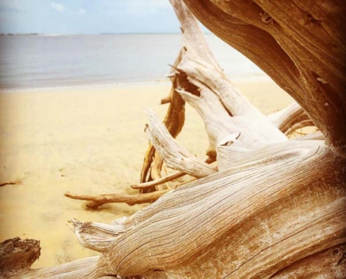 a log on driftwood beach
