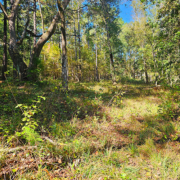 TnF Farms forested pasture for rotation One of the pastures that we rotate our livestock through