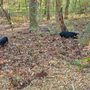 forested pasture pigs grazing Some pigs grazing and TnF Farms