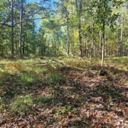 TnF Farms forested pasture for livestock rotation Pasture rotation for our livestock to graze