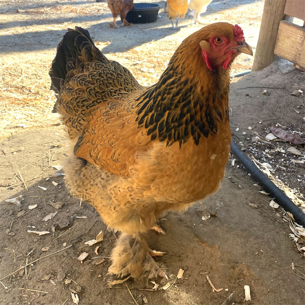 A friendly, favorite hen