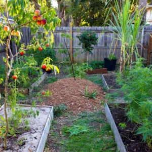 backyard garden with fruit tree in foreground