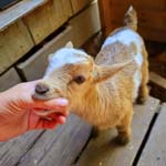 Thumbs don't have milk