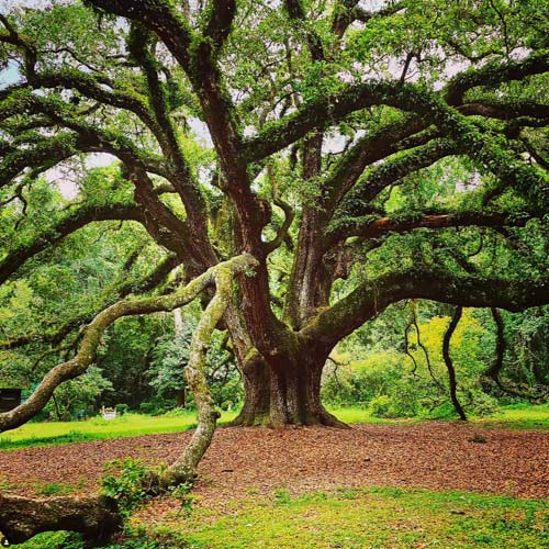 lichgate on high road live oak large oak tree