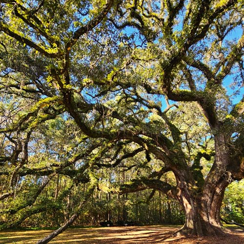 litchgate old oak majestic oak tree at lichgate