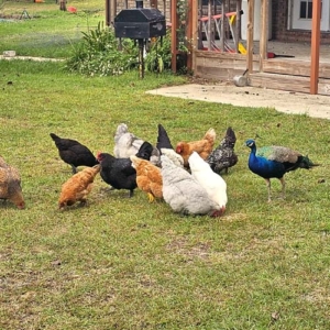 mr peacock with chickens chickens with Mr. Peacock