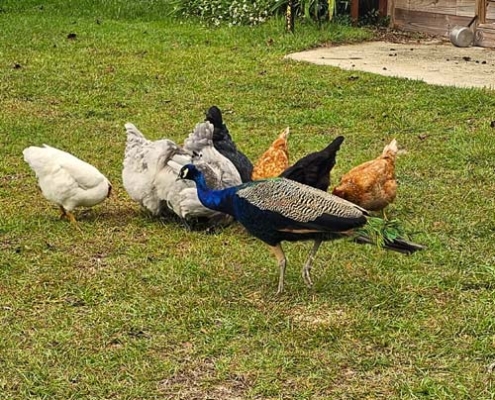 Mr. Peacock found some food