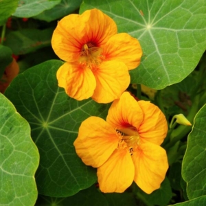 nasturtiums