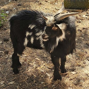 Beautiful Nigerian dwarf buck Black Nigerian dwarf buck