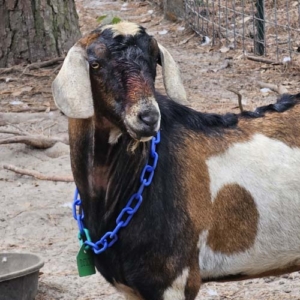 nubian-goat-black-and-brown-buck brown, black and white Nubian buck
