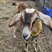 nubian goat brown and cinnamon doe Brown and cinnamon Nubian doe