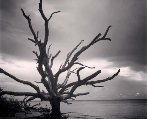 high contrast picture of drift wood taken at Jekyll Island