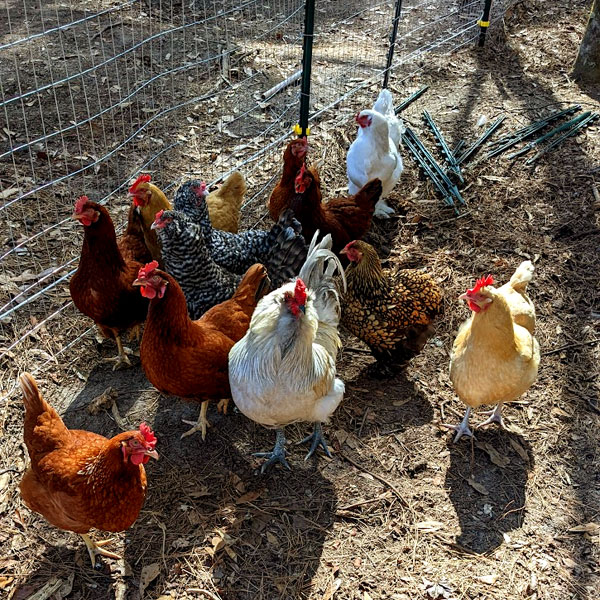 Our very first flock