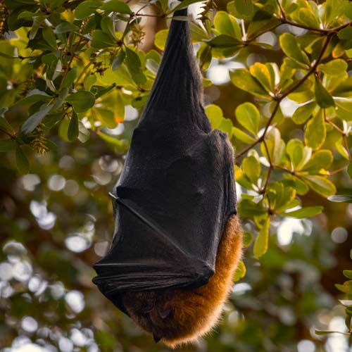 Bat hanging upside down