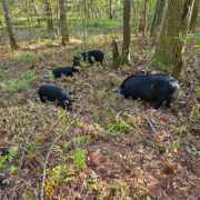 TnF Farms pigs grazing in forest American Guinea hogs rooting for something tastey in the ground