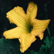 squash blossom